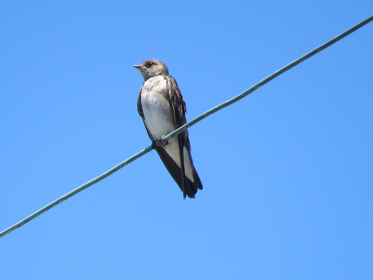 Northern Rough-winged Swallow - ML238579781