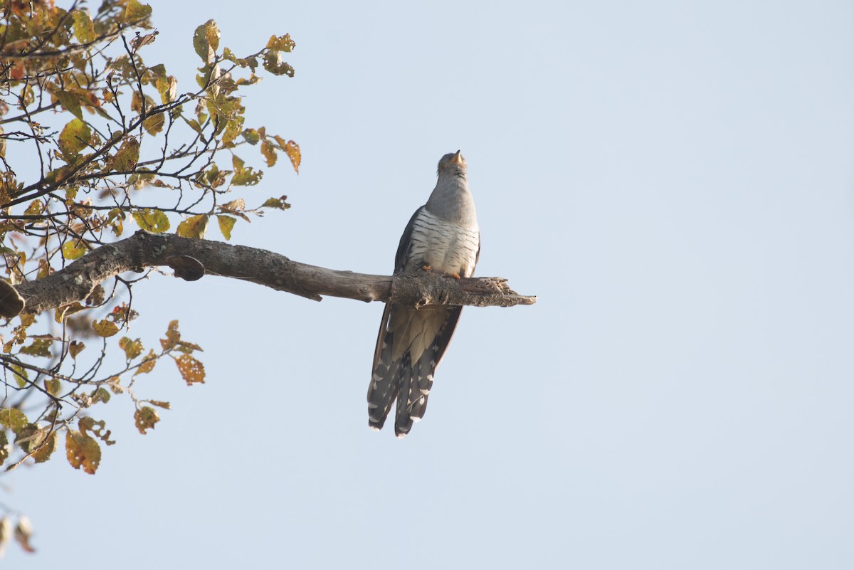 Madagascar Cuckoo - ML238592091