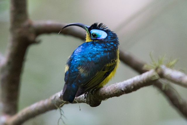 Common Sunbird-Asity - eBird