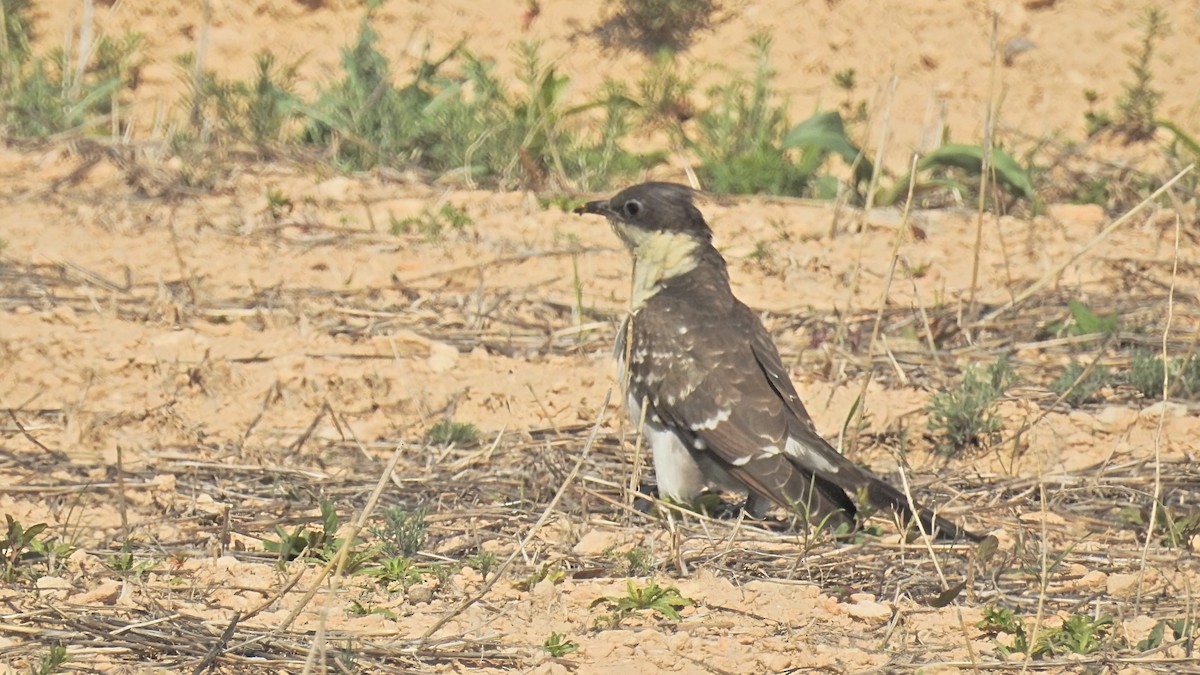 Great Spotted Cuckoo - ML238593941