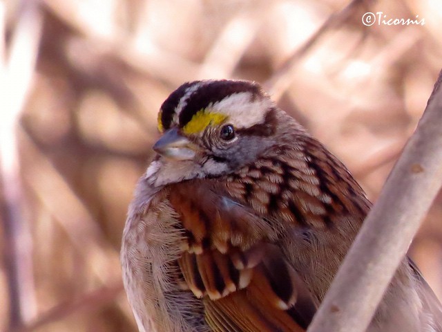 White-throated Sparrow - Rafael Campos-Ramírez