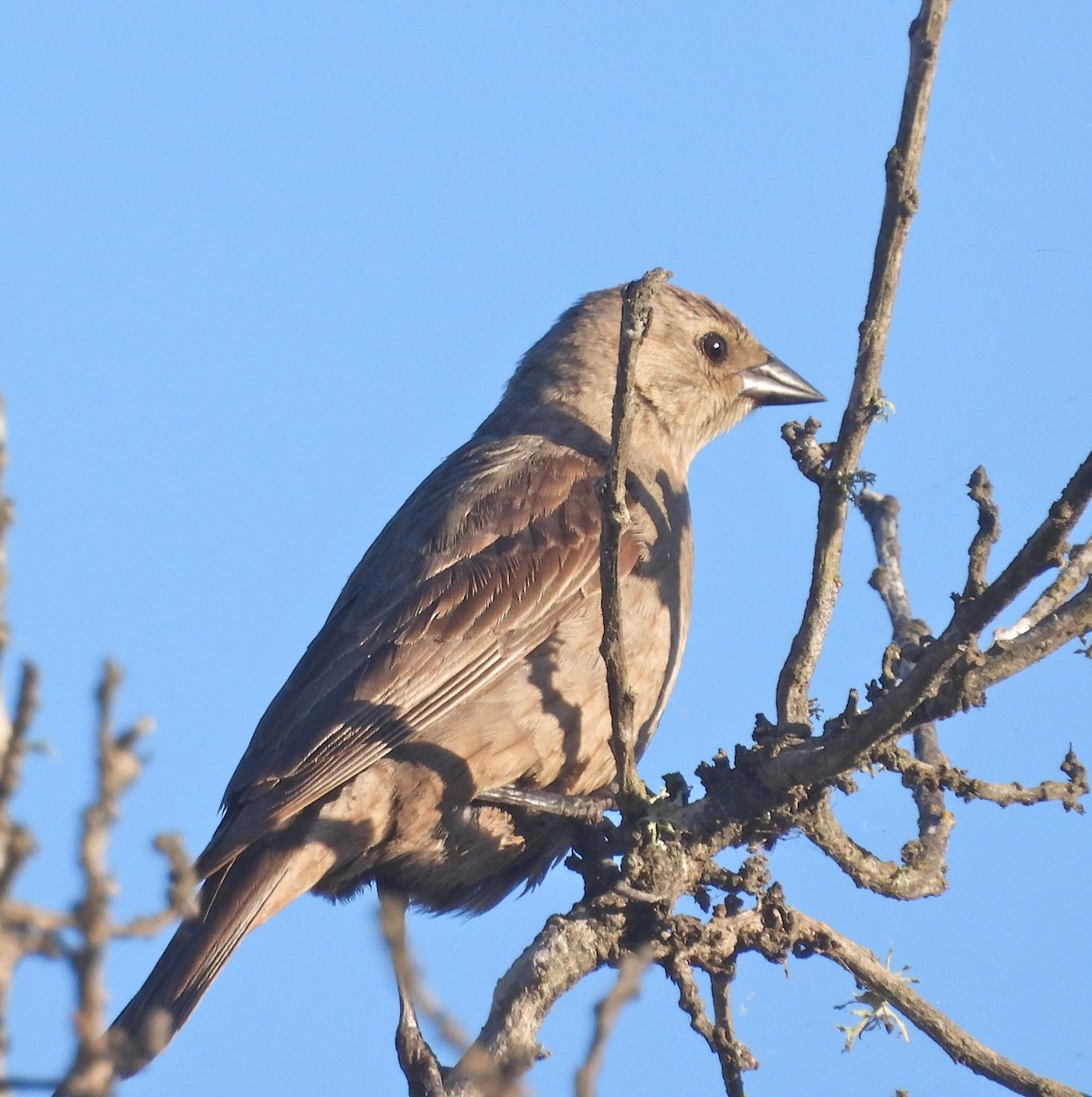 Brown-headed Cowbird - Pair of Wing-Nuts