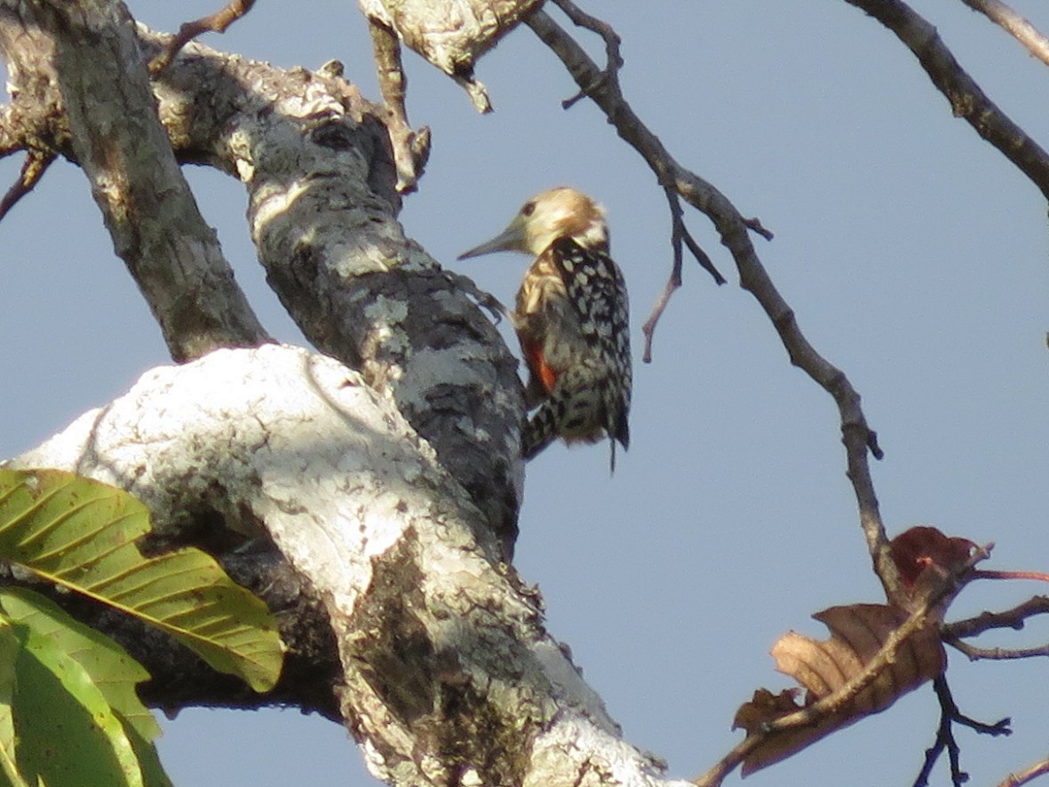 Yellow-crowned Woodpecker - Rita Souza