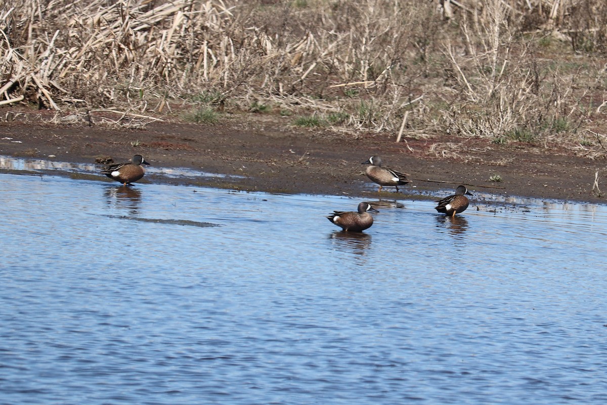 Blue-winged Teal - ML238612971