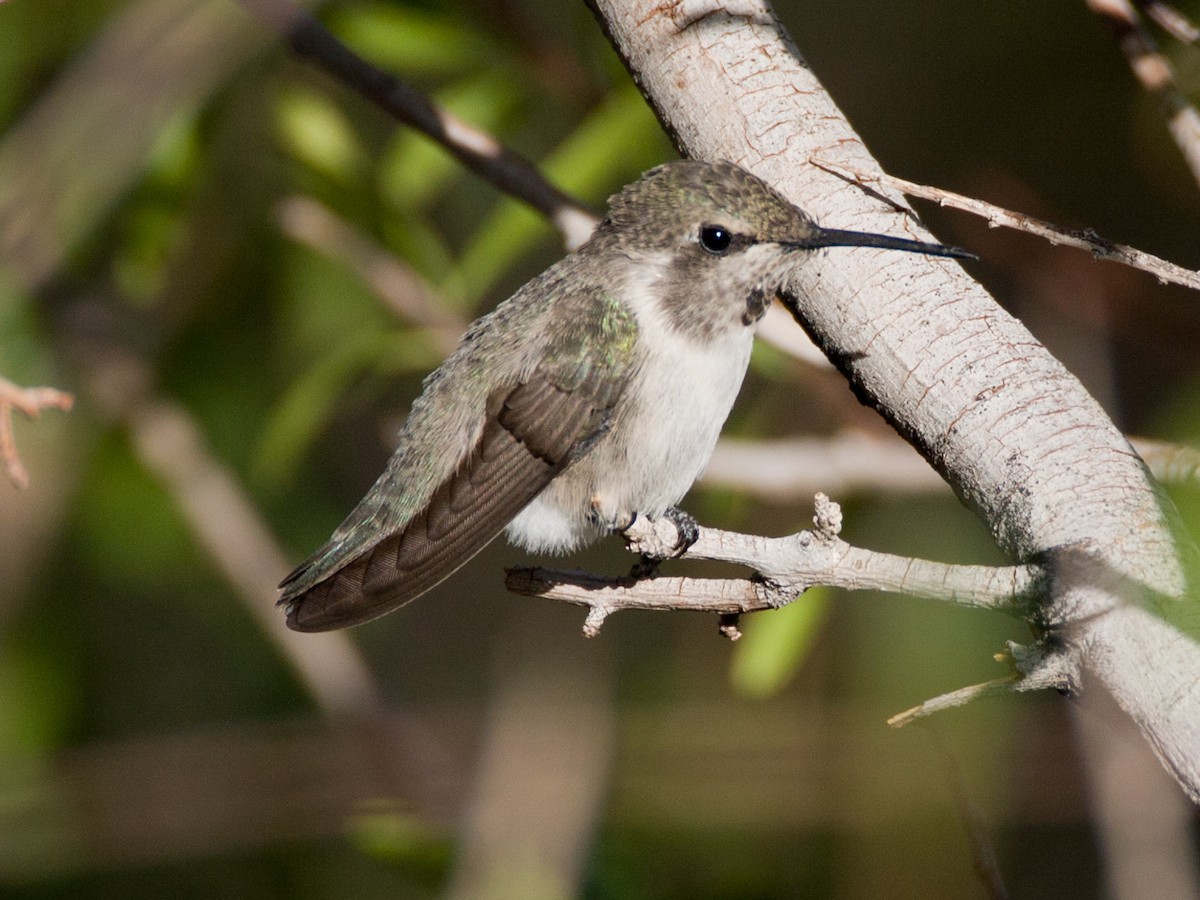 Costa's Hummingbird - ML238613911