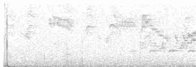 Дрізд-короткодзьоб канадський - ML238617331