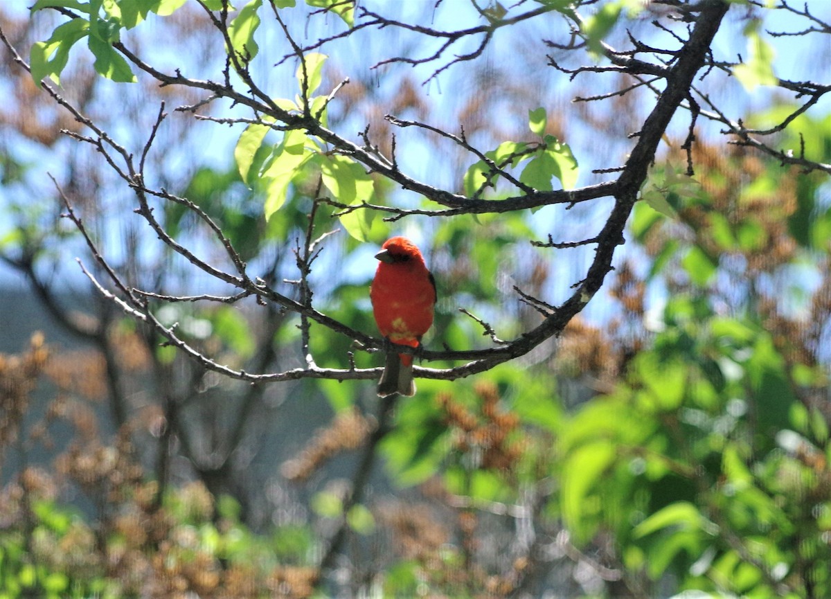 Scarlet Tanager - ML238628331