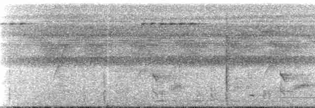 Musician Wren (Gray-eared) - ML238629