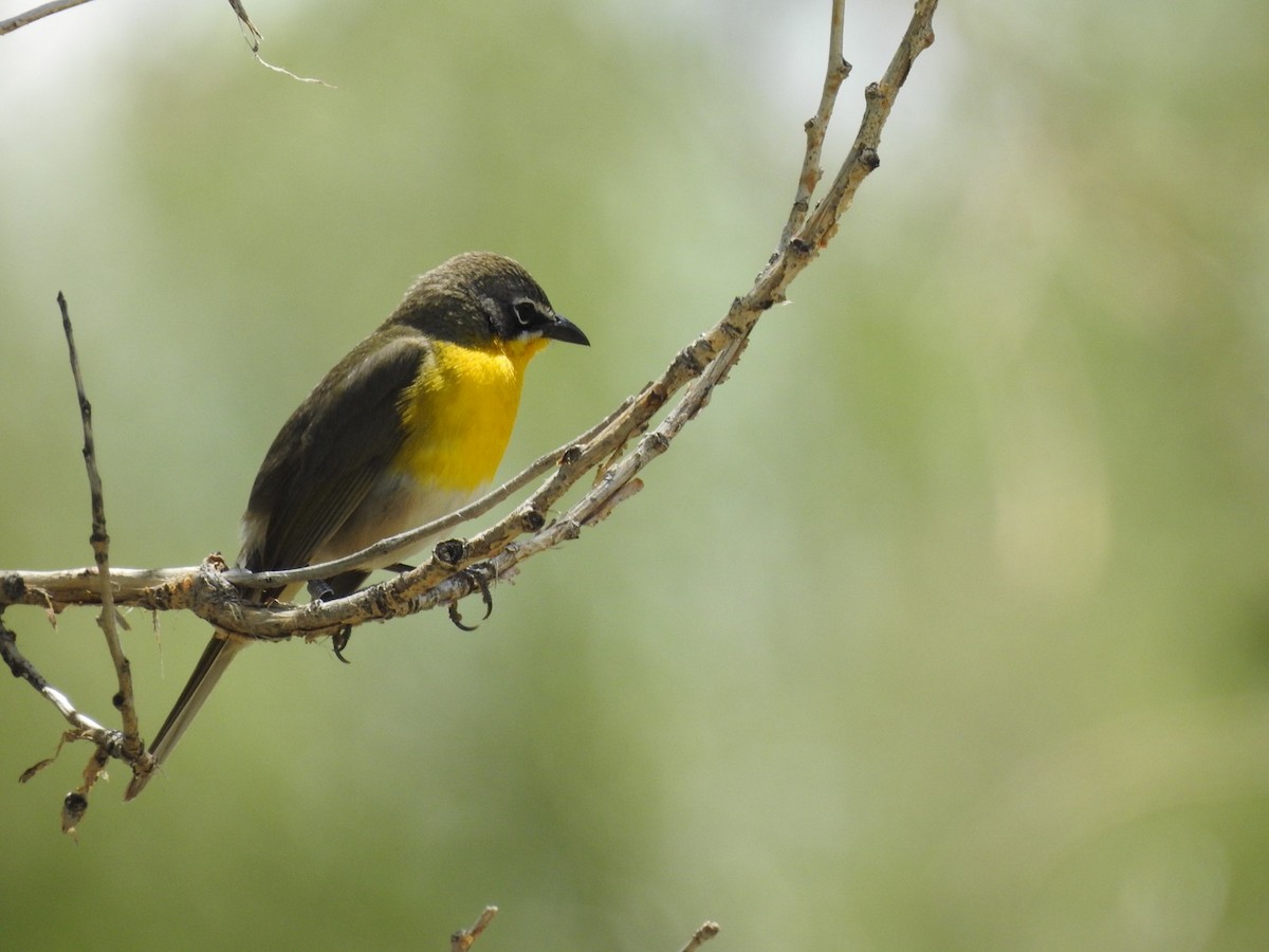 Yellow-breasted Chat - ML238629551