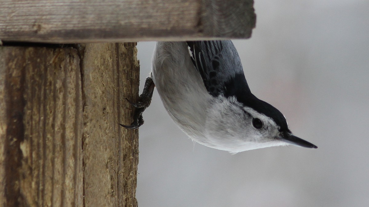 White-breasted Nuthatch - ML23863331