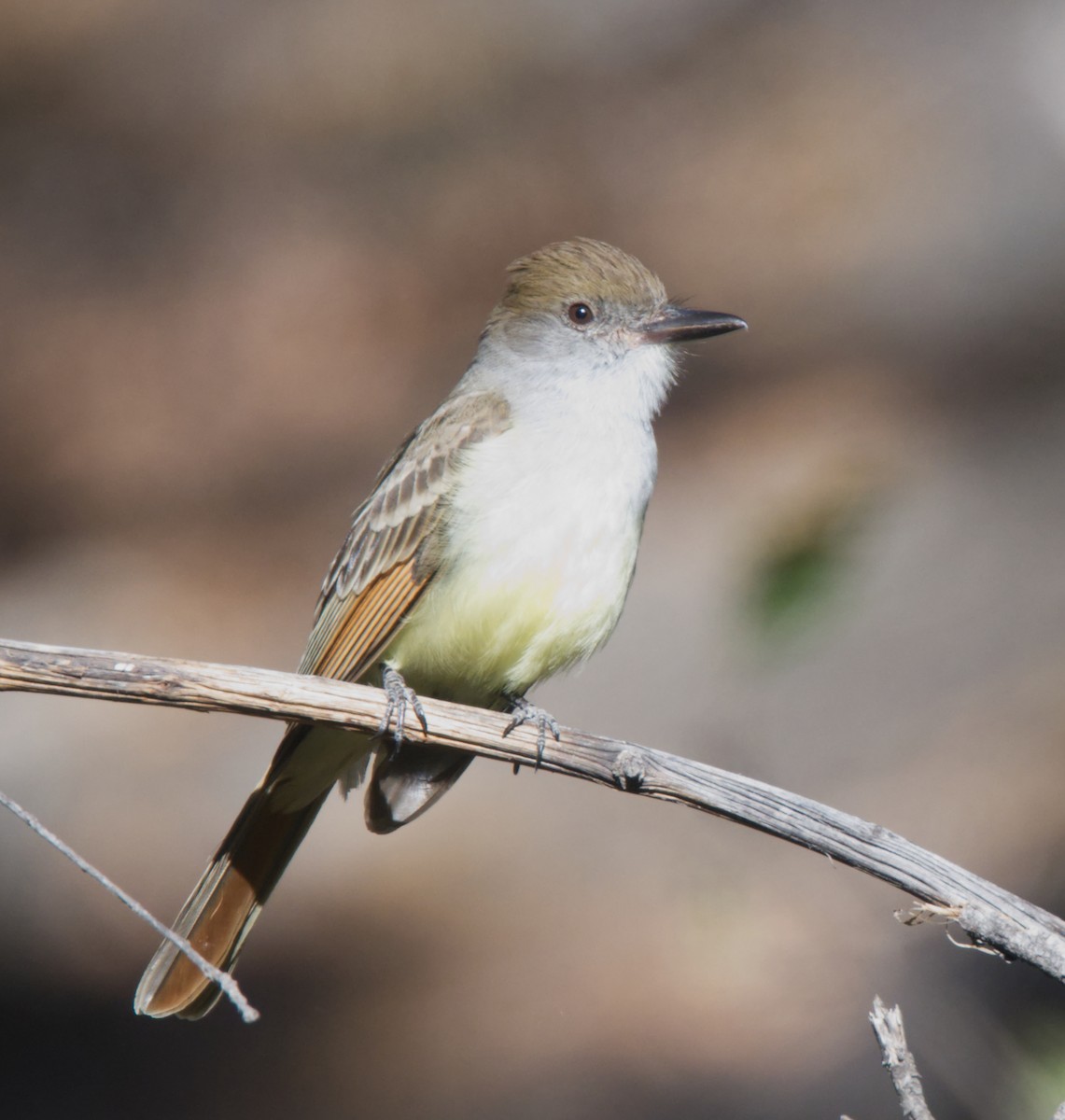 Brown-crested Flycatcher (Arizona) - Forrest Rowland
