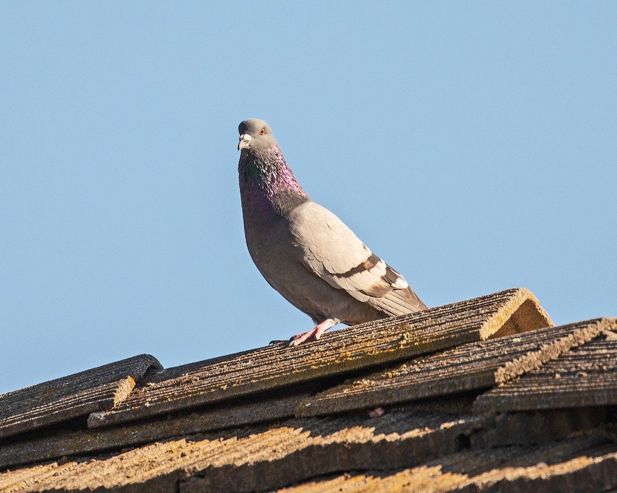 Rock Pigeon (Feral Pigeon) - Daniel Harris