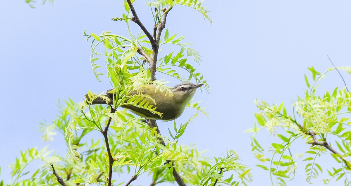 Red-eyed Vireo - Paul Clifford