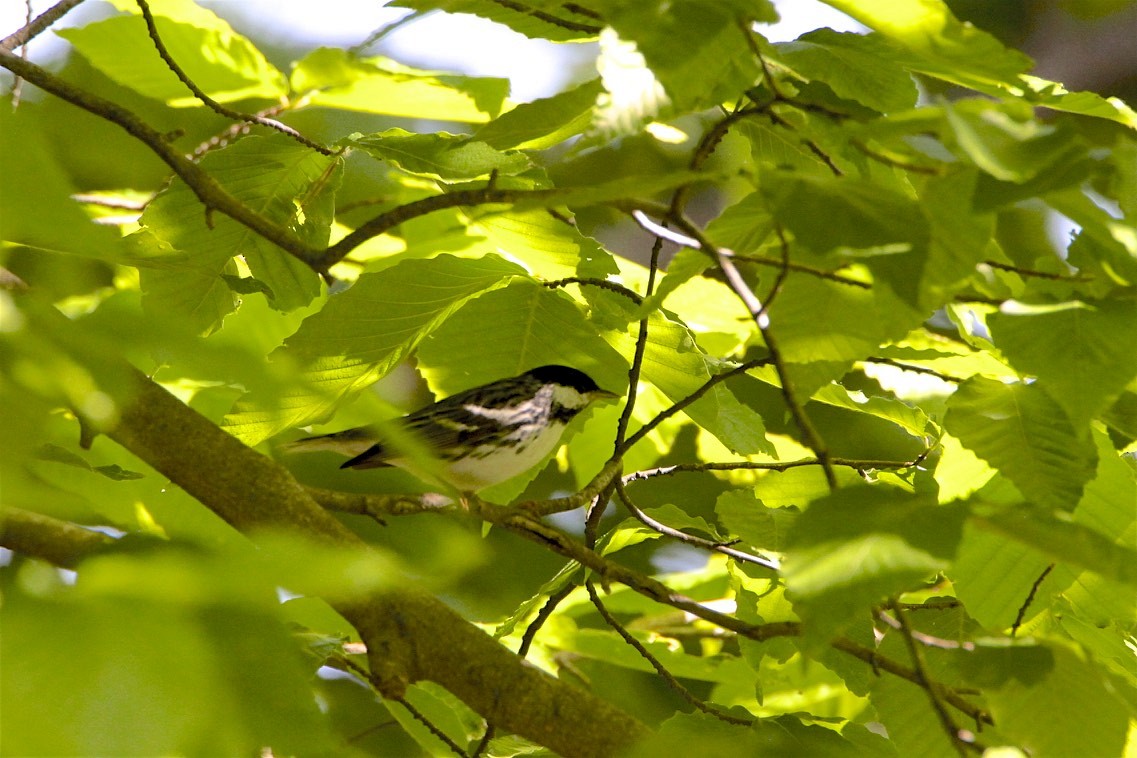 Blackpoll Warbler - Vickie Baily