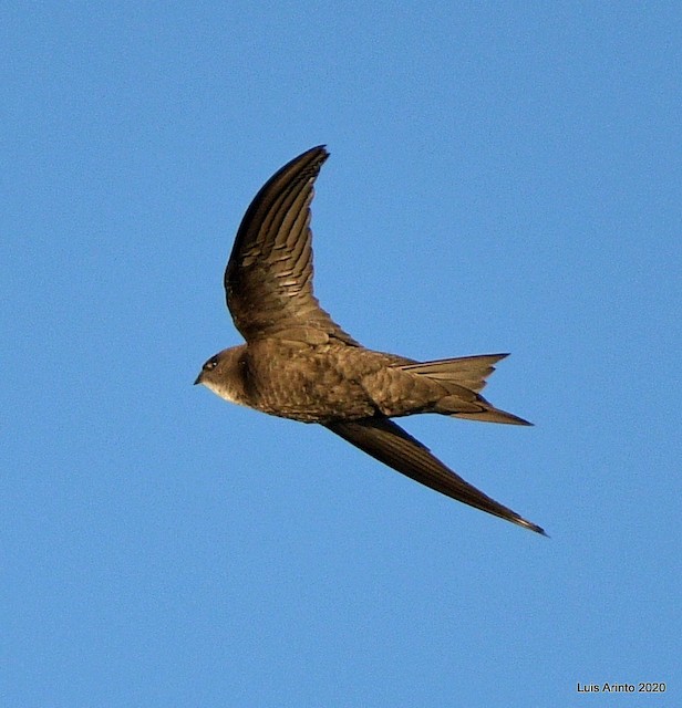 © Luis Arinto - Pallid Swift