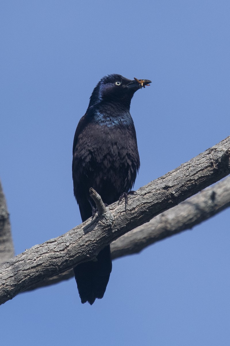 Common Grackle - Reed Robinson