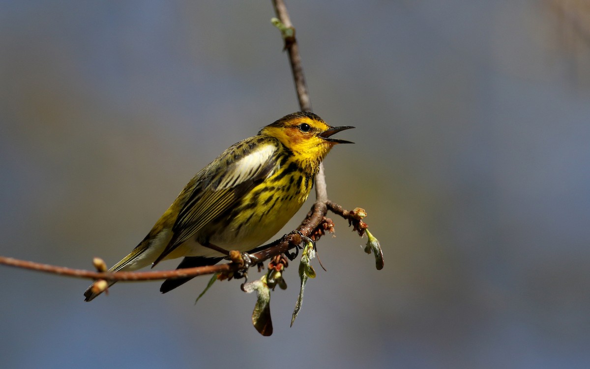 Cape May Warbler - ML238657571