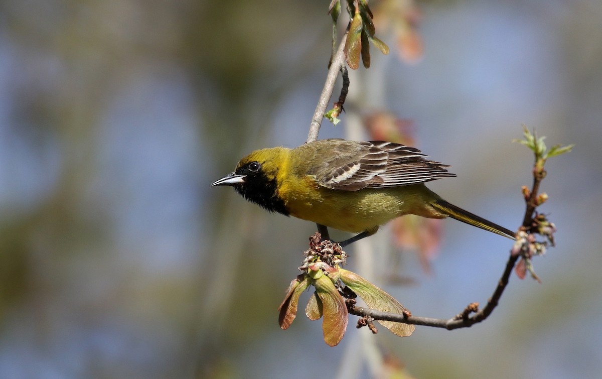 Orchard Oriole - ML238657761