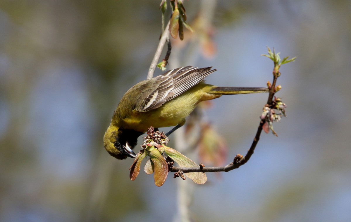 Orchard Oriole - ML238657791