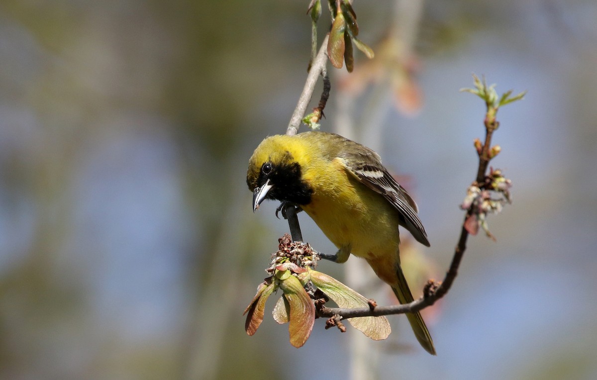 Orchard Oriole - ML238657801