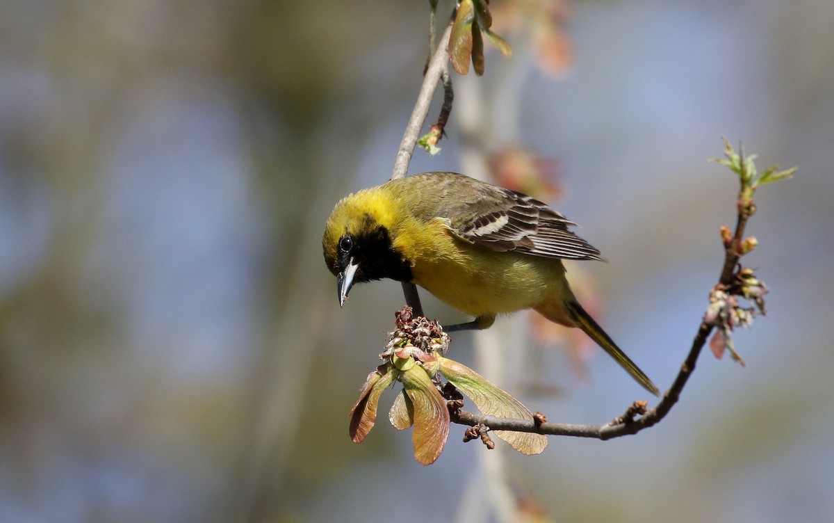 Orchard Oriole - ML238657821