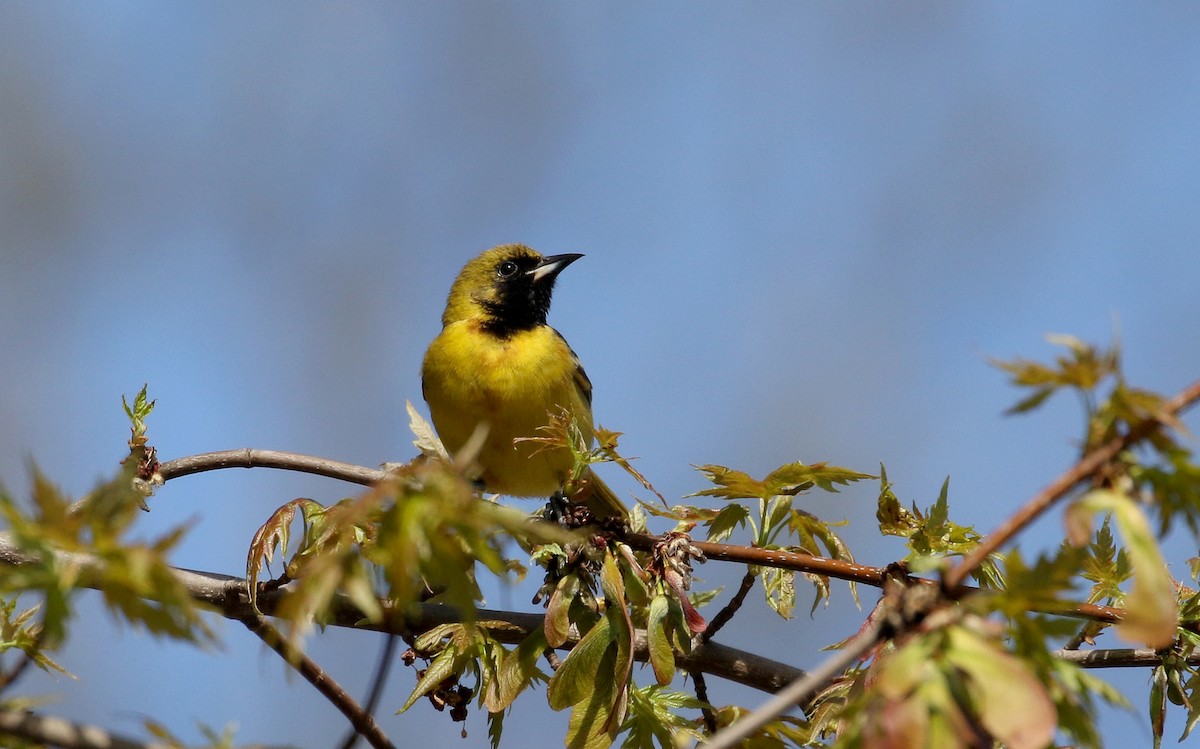 Orchard Oriole - ML238657831