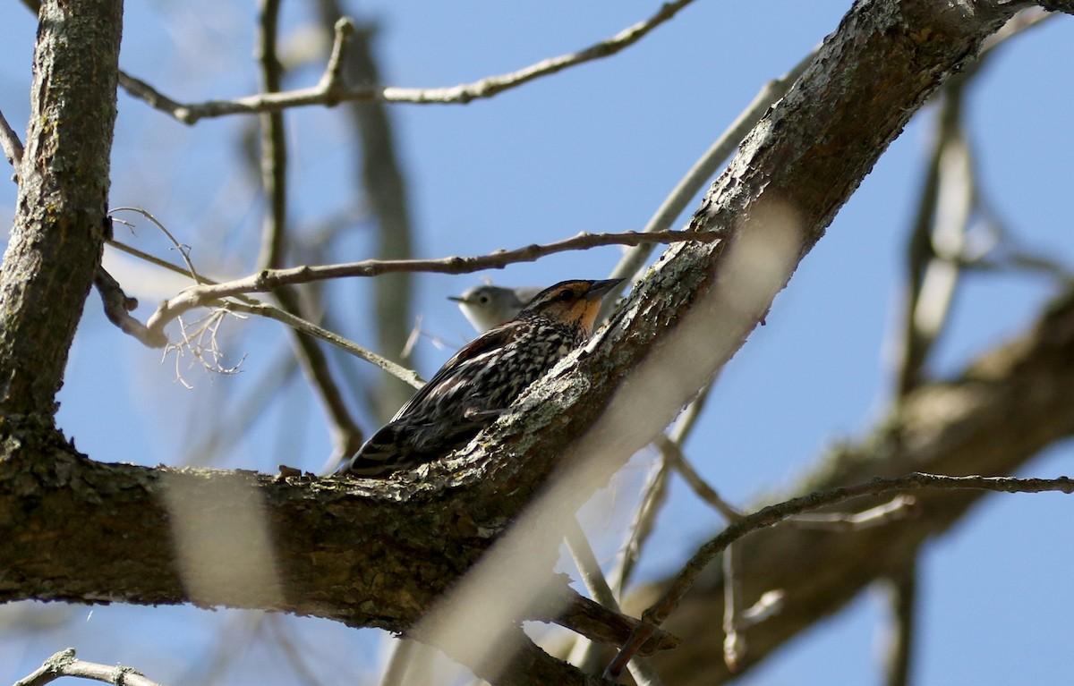 Red-winged Blackbird (Red-winged) - ML238657951