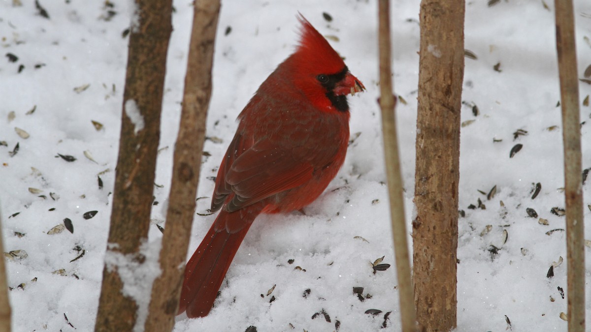 Cardinal rouge - ML23865891
