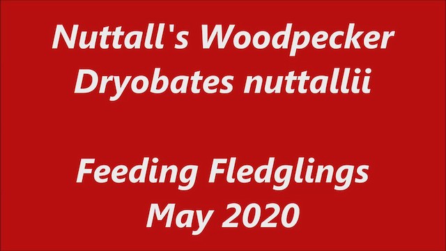 Nuttall's Woodpecker - ML238660261