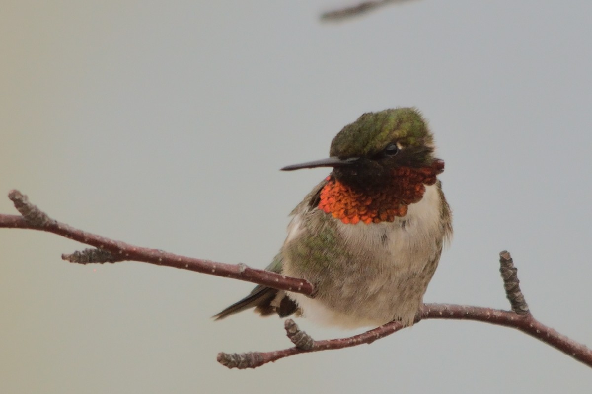 Ruby-throated Hummingbird - Jean-Daniel Fiset