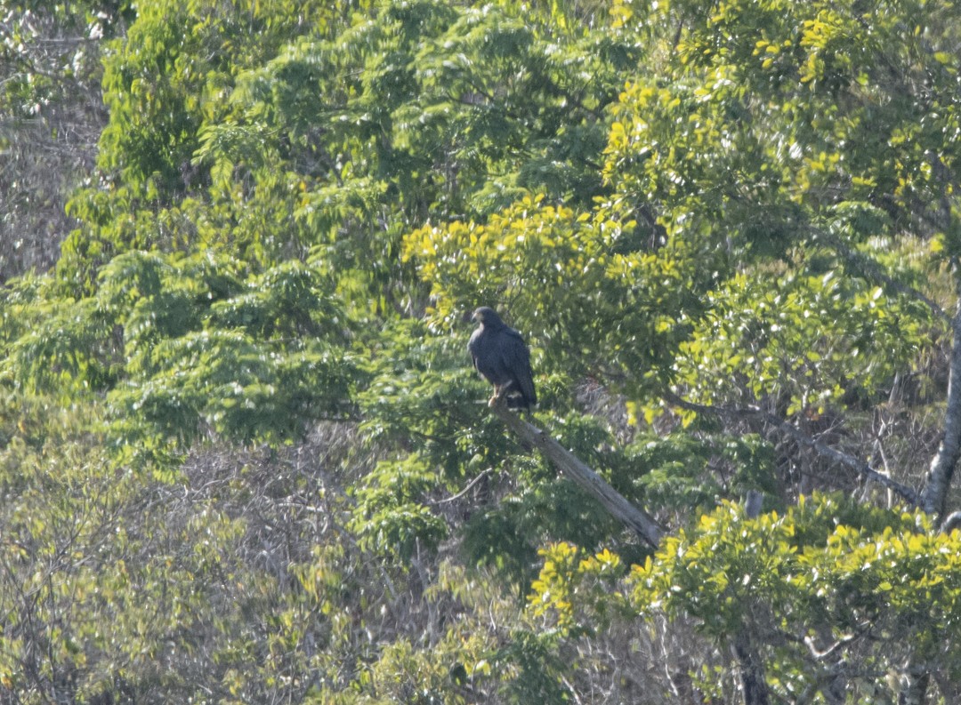 Solitary Eagle - Hartur Noia