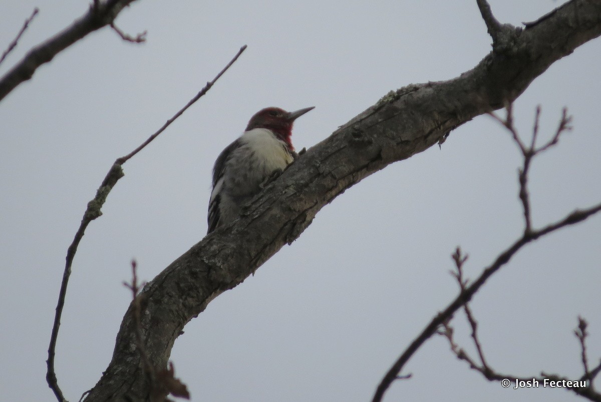 Red-headed Woodpecker - Josh Fecteau
