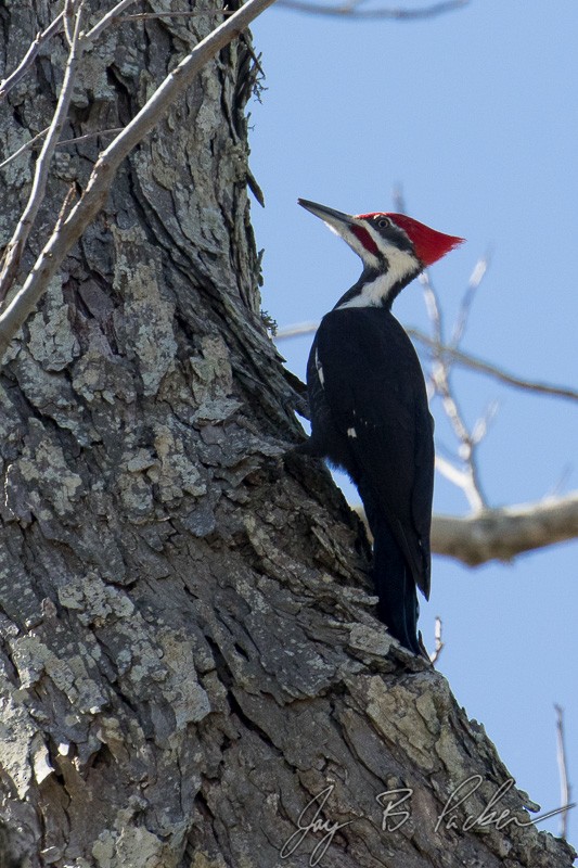 Pileated Woodpecker - Jay Packer