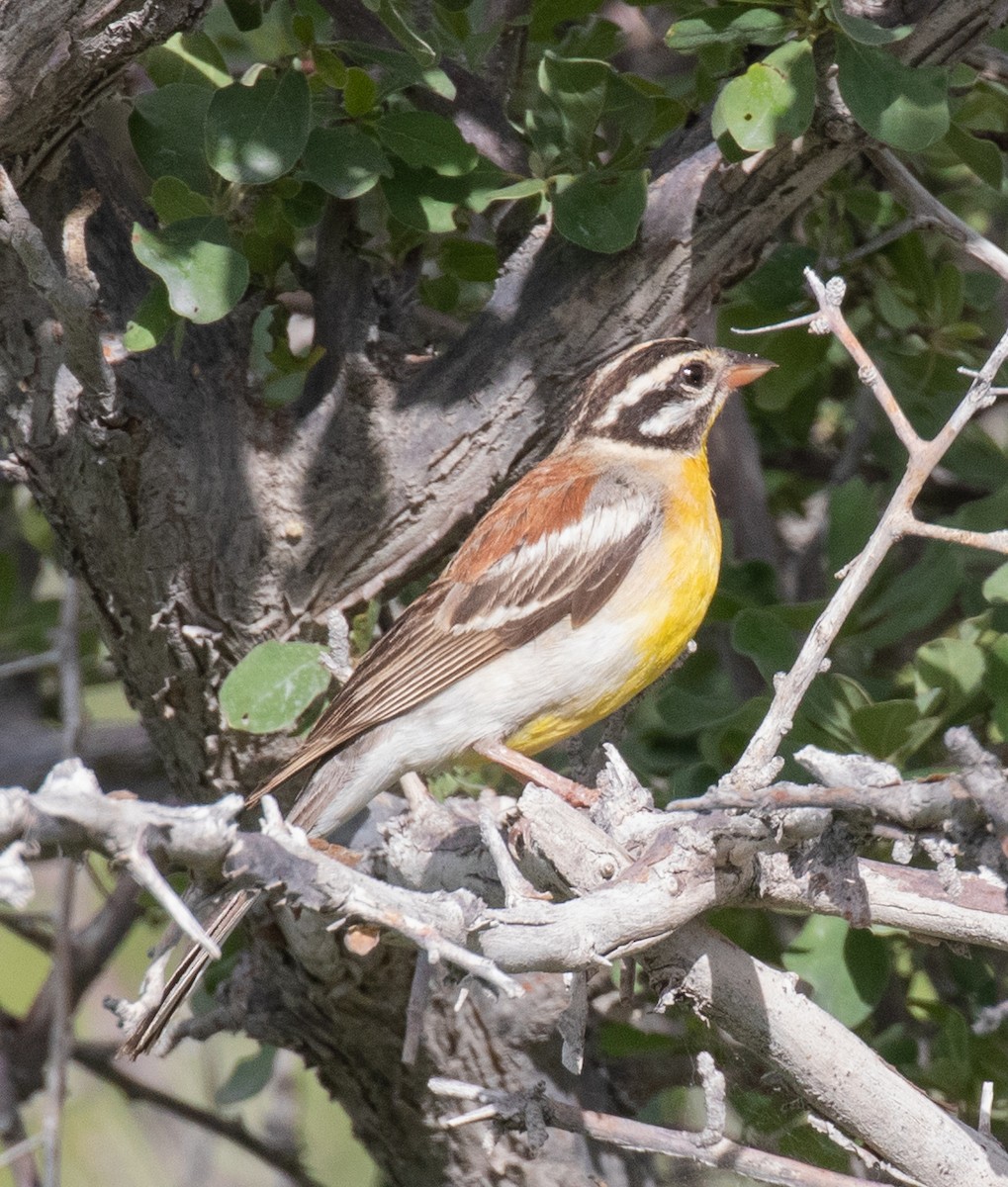Golden-breasted Bunting - ML238673211