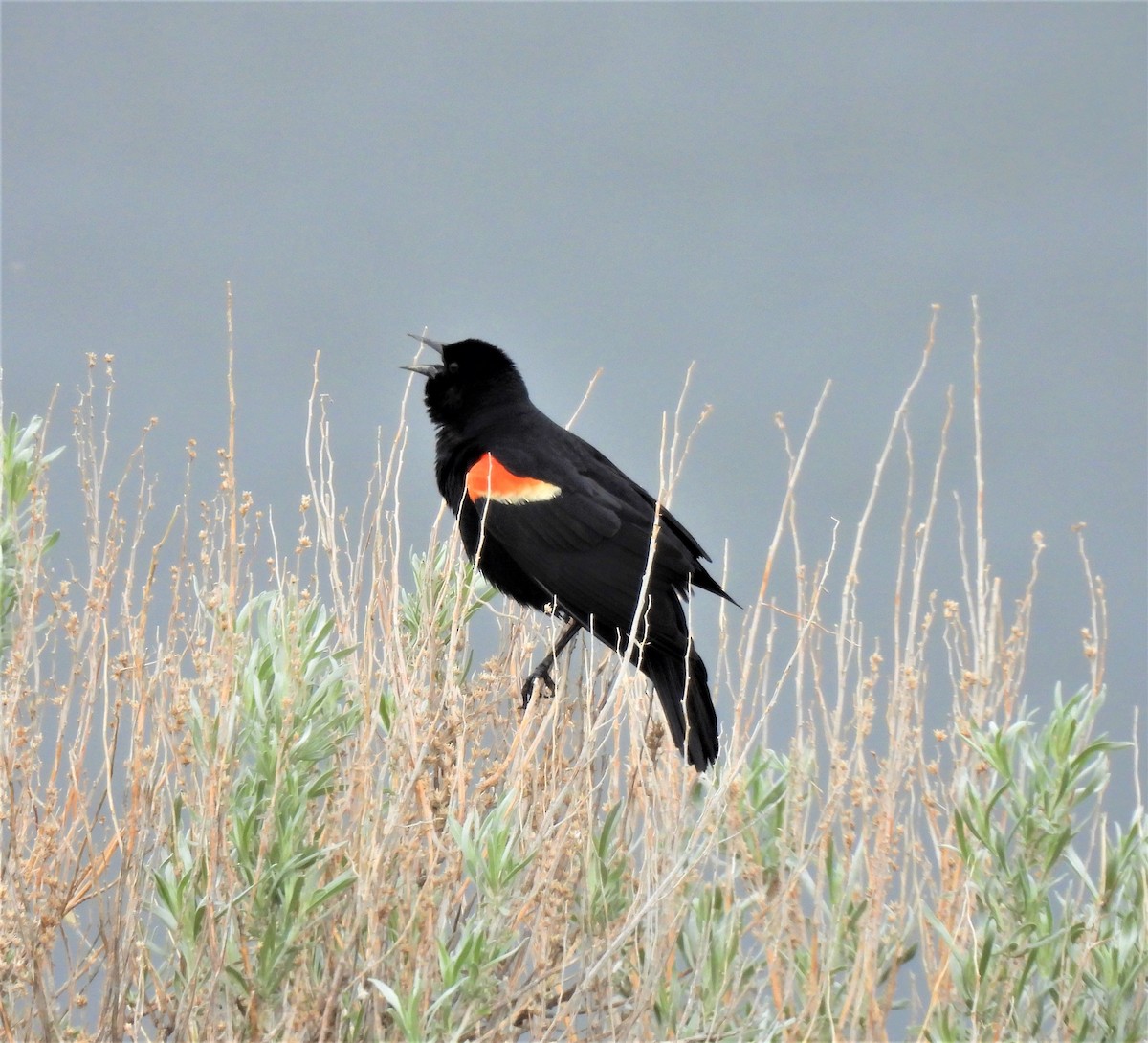 Red-winged Blackbird - ML238673541