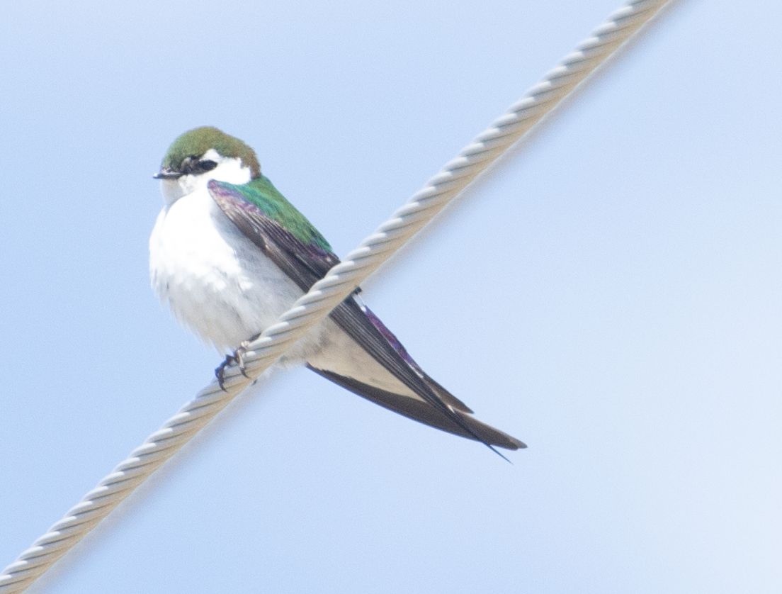 Violet-green Swallow - ML238675431