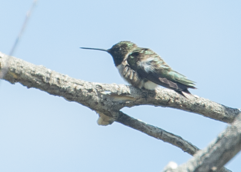 Black-chinned Hummingbird - ML238676621