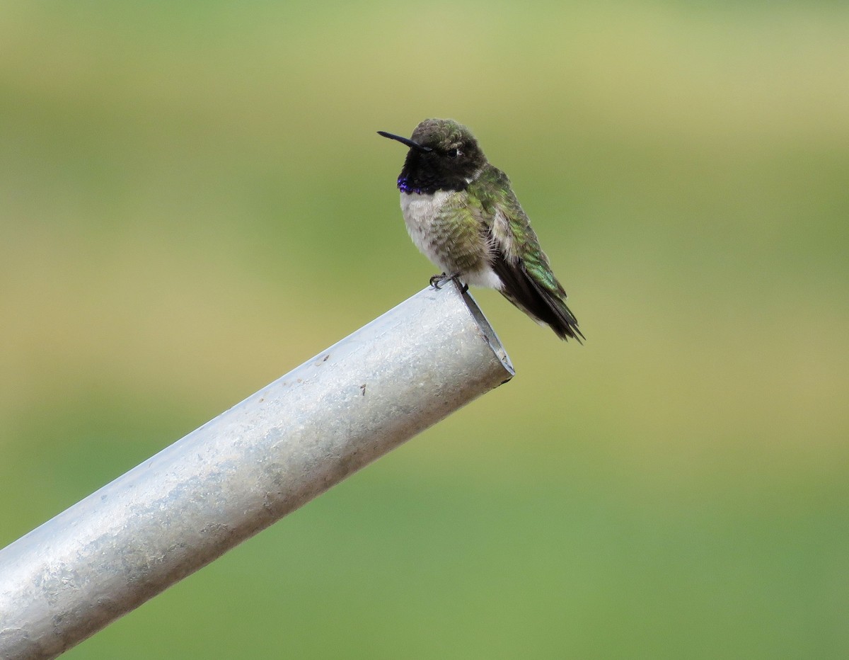 Black-chinned Hummingbird - ML238684321