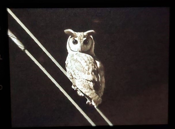 Striped Owl - ML238687131