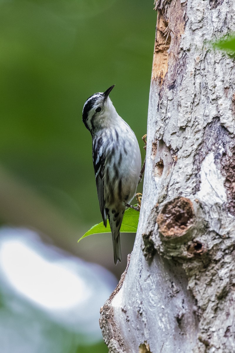 Black-and-white Warbler - ML238688961