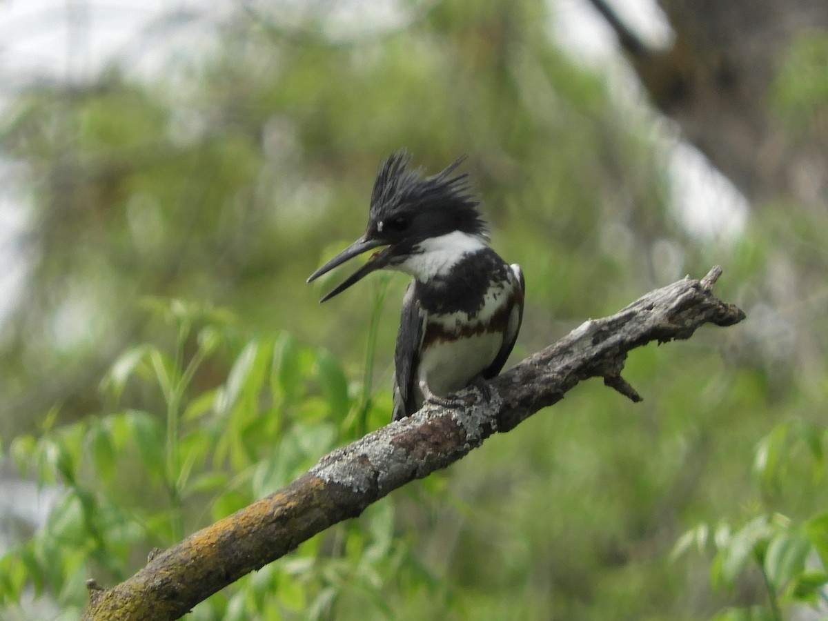 Belted Kingfisher - ML238691151