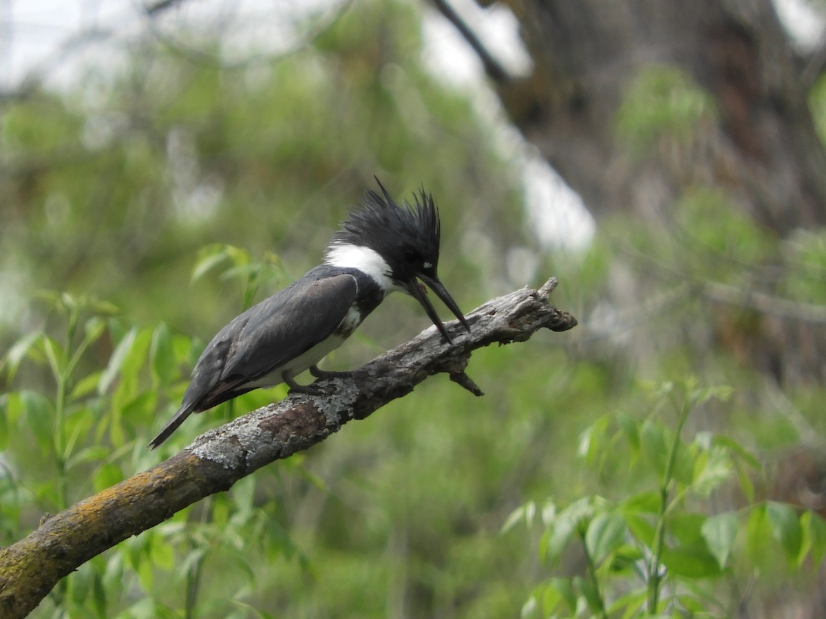 Belted Kingfisher - ML238691171