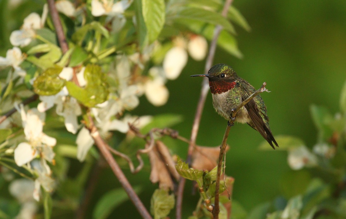 Ruby-throated Hummingbird - Ryan Schain