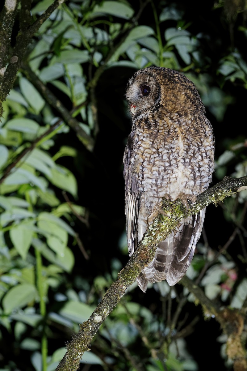 Himalayan Owl - ML238694341