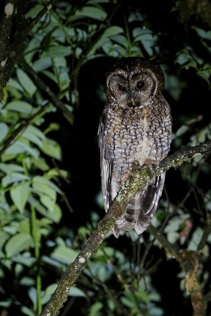 Himalayan Owl - ML238694351
