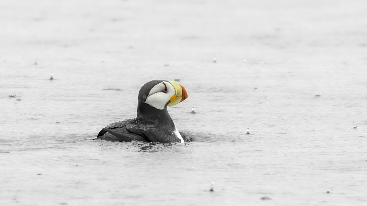 Horned Puffin - ML238694681