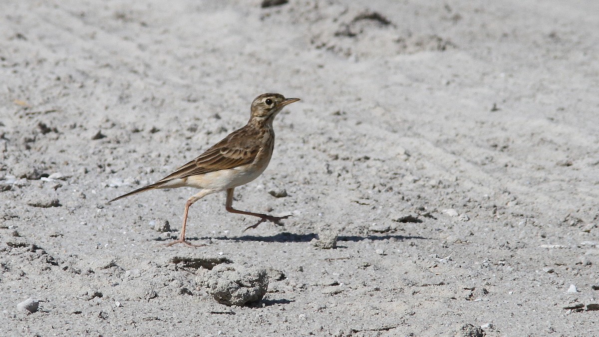 African Pipit - ML23869491
