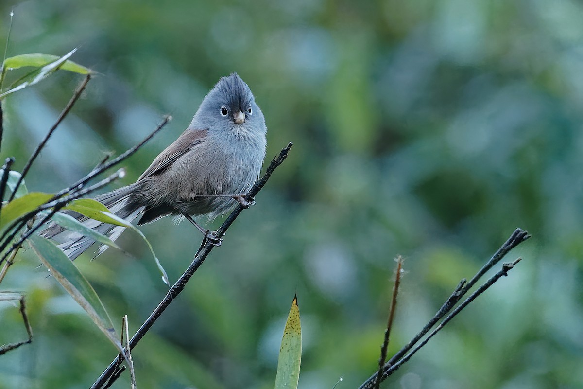 Gray-hooded Parrotbill - Vincent Wang