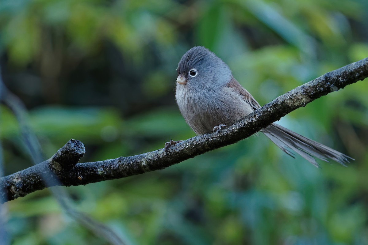 Gray-hooded Parrotbill - Vincent Wang