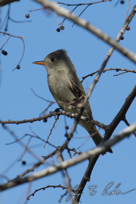 Greater Pewee - ML23869761